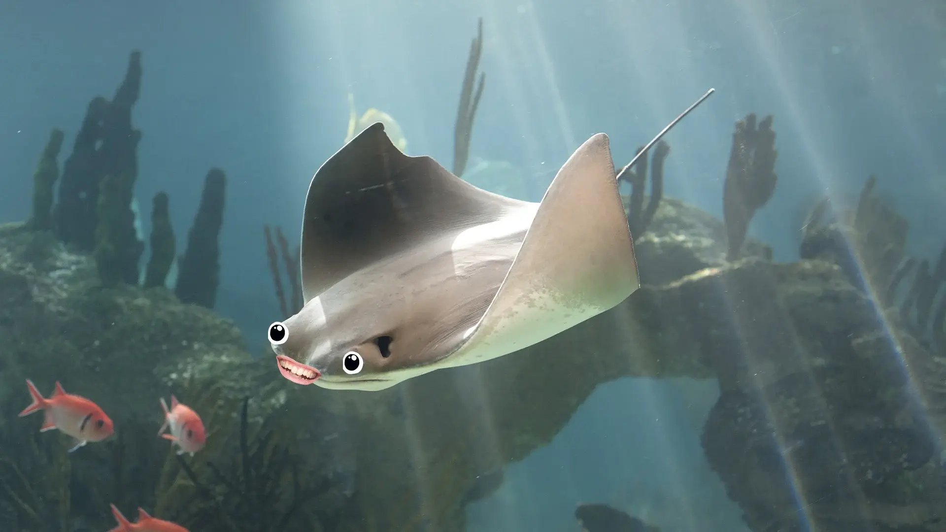 10-skate-fish-1