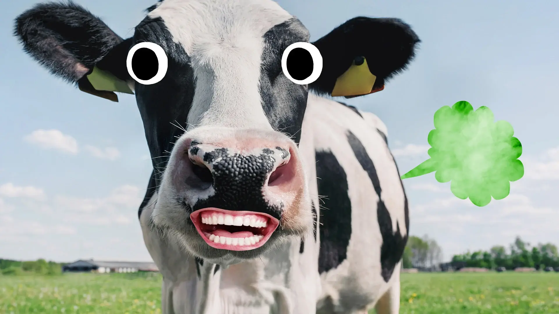 cow-fart